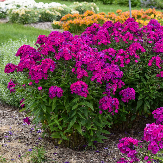 Phlox pan. 'Ultraviolet' (PW)