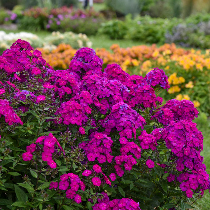 Phlox pan. 'Ultraviolet' (PW)