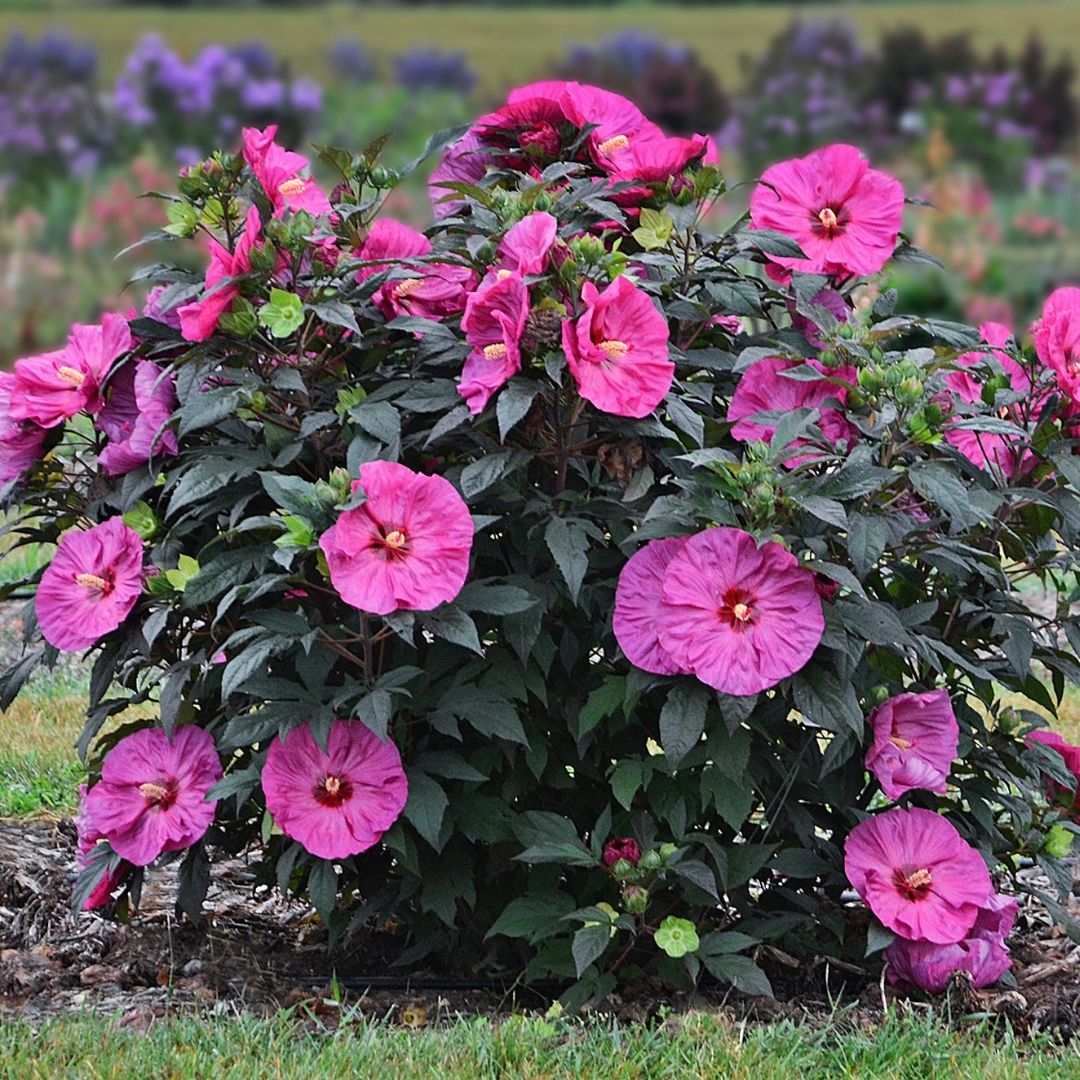 Hibiscus 'Berry Awesome' (PW)