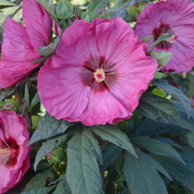 Hibiscus 'Berry Awesome' (PW)