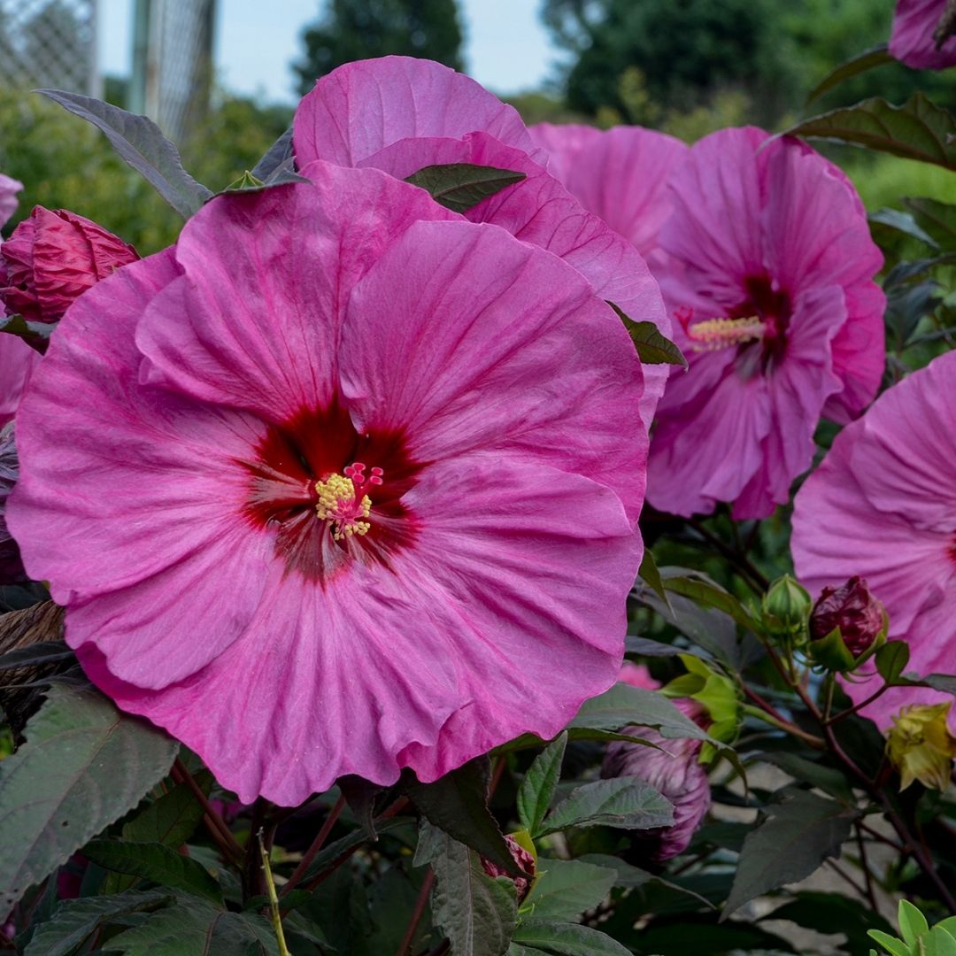 Hibiscus 'Berry Awesome' (PW)