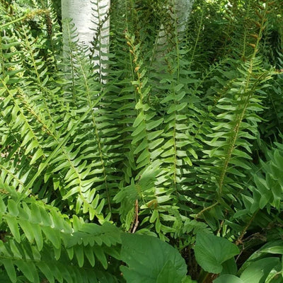 Fern Christmas (Polystichum acr.) *TB*