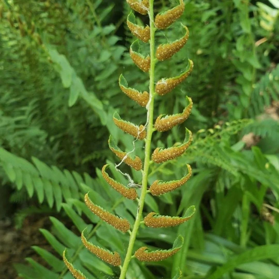 Fern Christmas (Polystichum acr.) *TB*