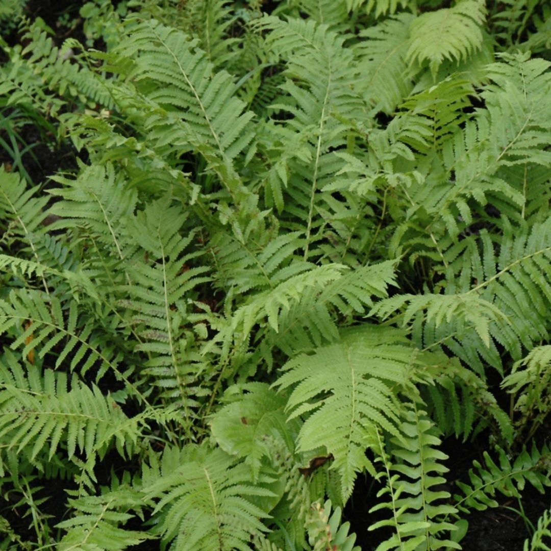 Fern Christmas (Polystichum acr.) *TB*