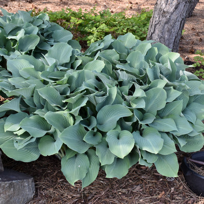 Hosta 'Krossa Regal'