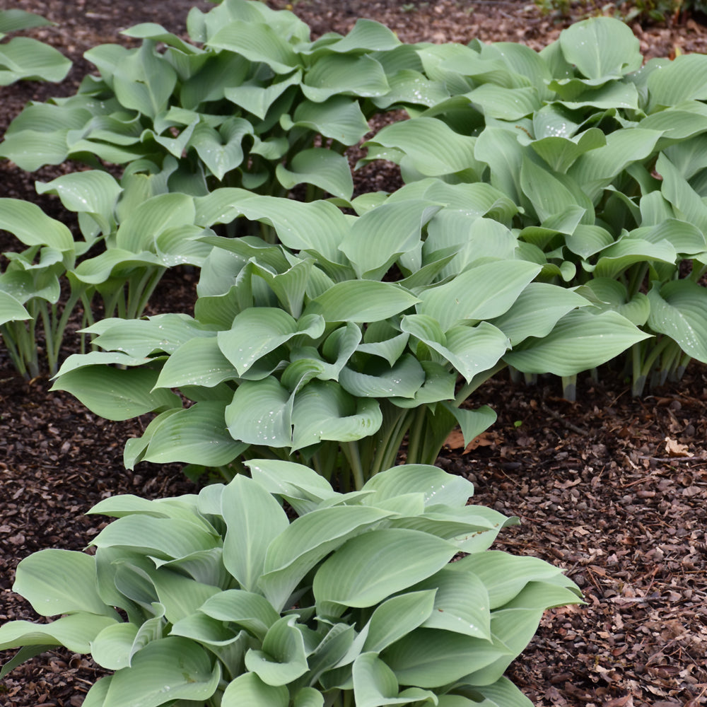 Hosta 'Krossa Regal'