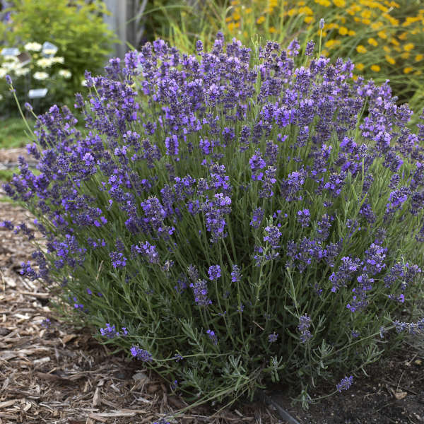 Lavandula 'Hidcote'