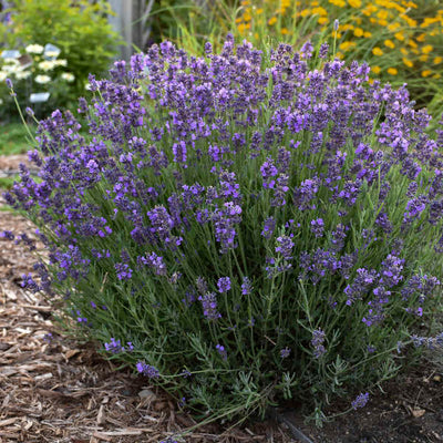 Lavandula 'Hidcote'