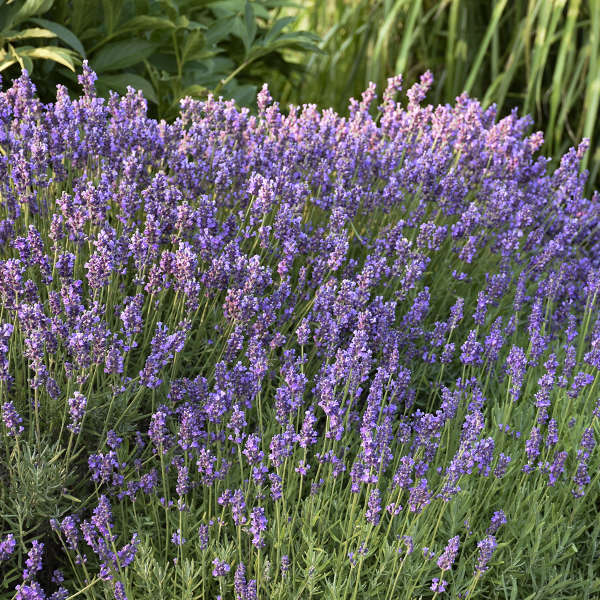 Lavandula 'Hidcote'