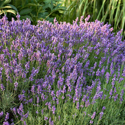 Lavandula 'Hidcote'