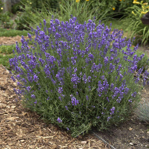 Lavandula 'Hidcote'