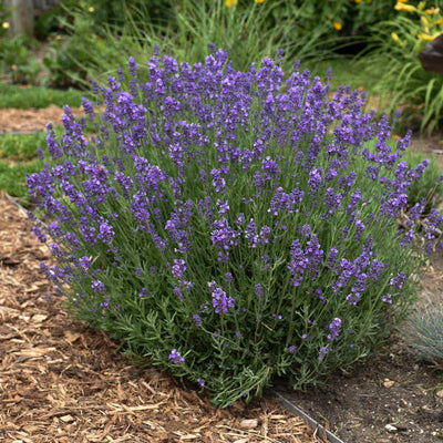 Lavandula 'Hidcote'