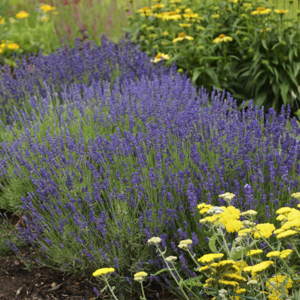 Lavandula 'Hidcote'