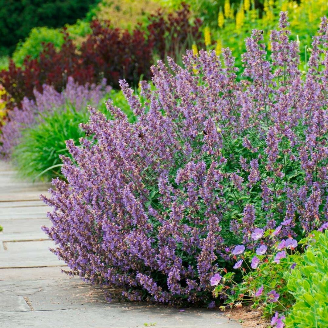 Nepeta 'Walker's Low'