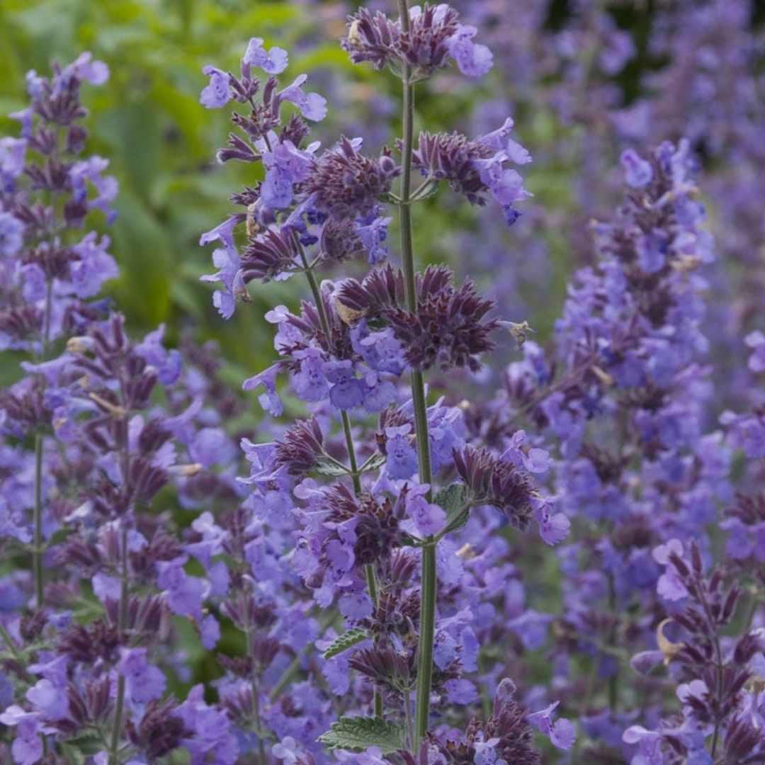 Nepeta 'Walker's Low'