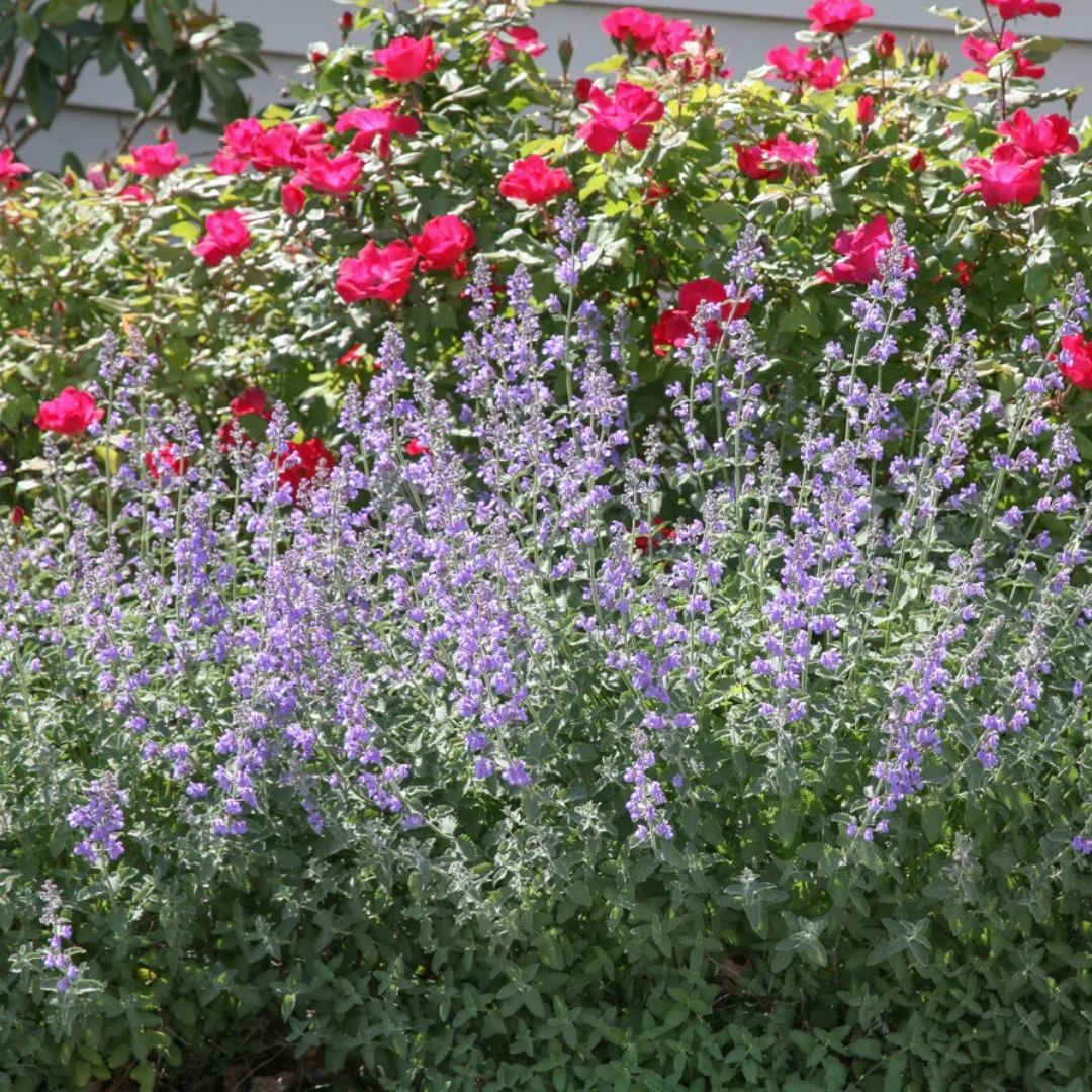 Nepeta 'Walker's Low'