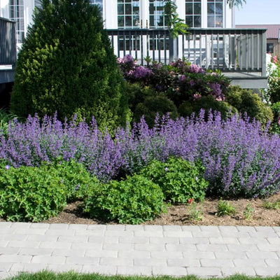 Nepeta 'Walker's Low'