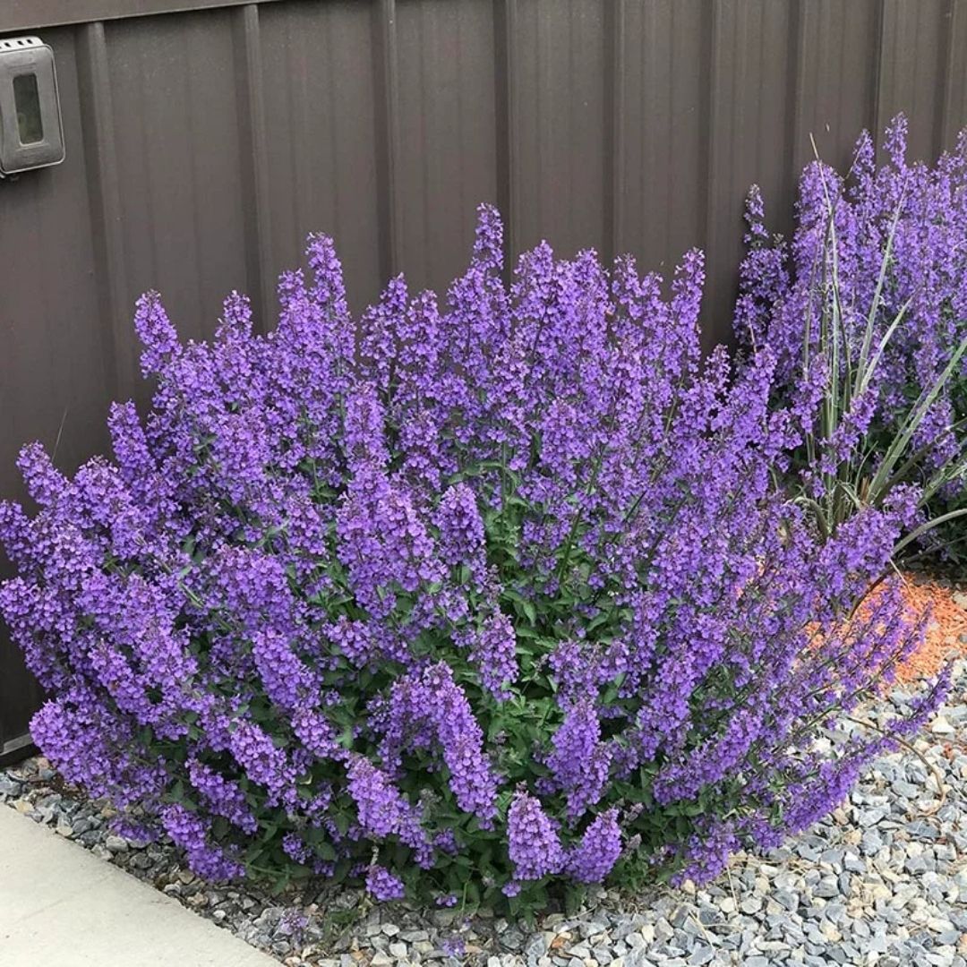 Nepeta 'Walker's Low'