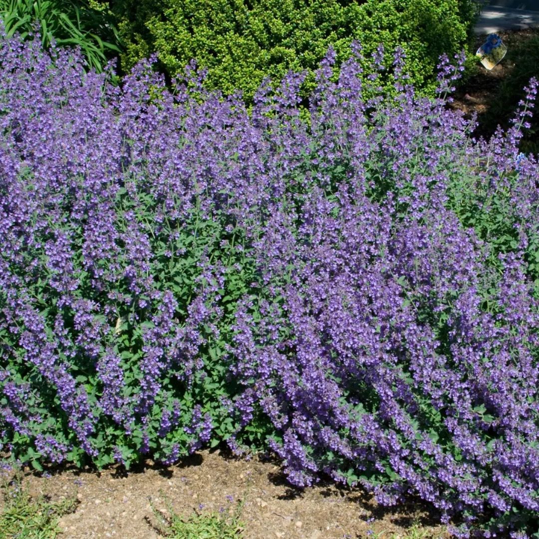 Nepeta 'Walker's Low'