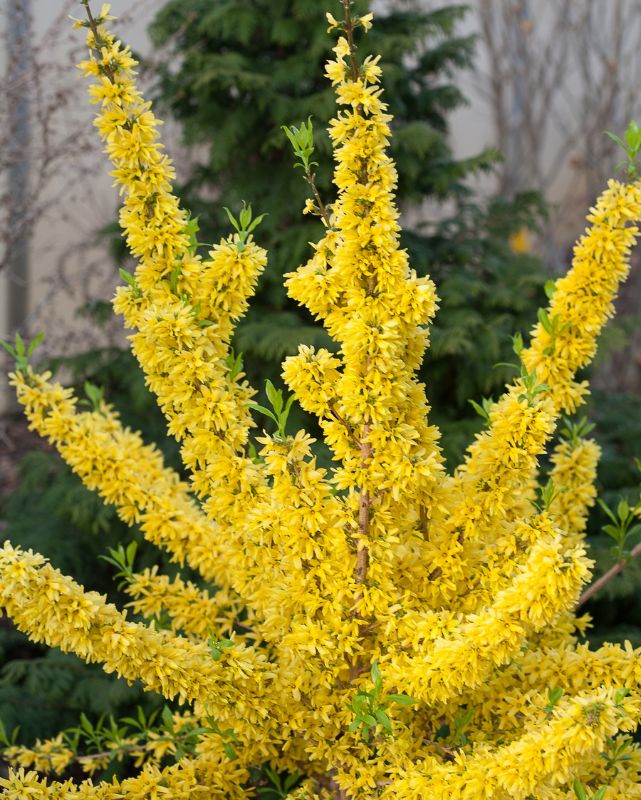 Forsythia 'Show Off Starlet' (PW)