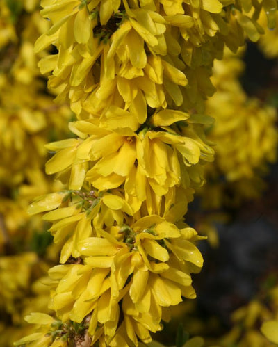 Forsythia 'Show Off Starlet' (PW)