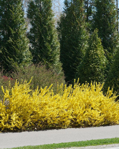 Forsythia 'Show Off Starlet' (PW)