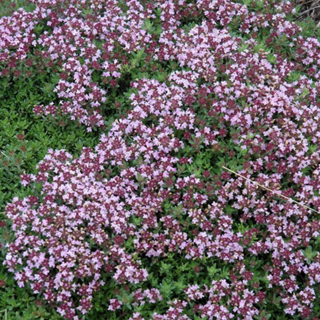 Thymus serp. 'Magic Carpet'