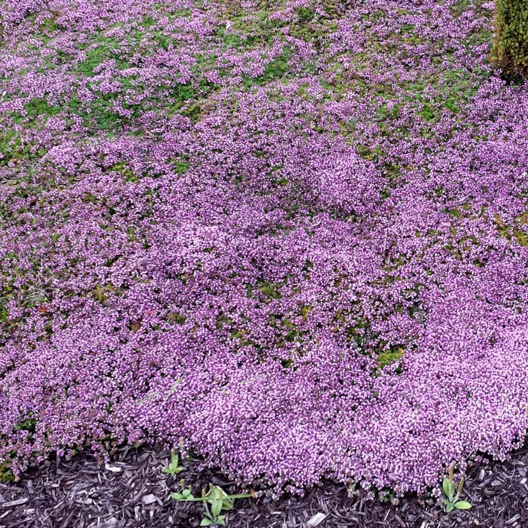 Thymus serp. 'Magic Carpet'