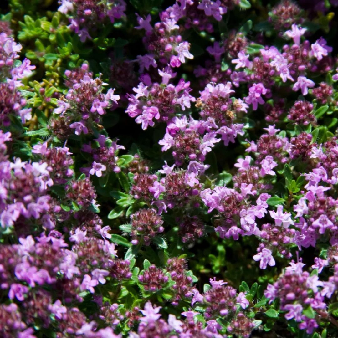 Thymus serp. 'Magic Carpet'