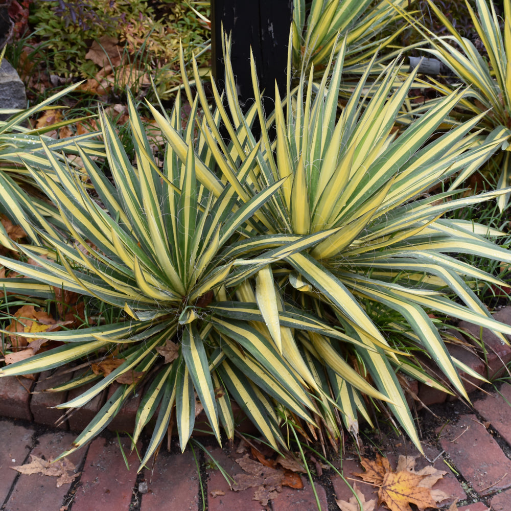 Yucca 'Color Guard'