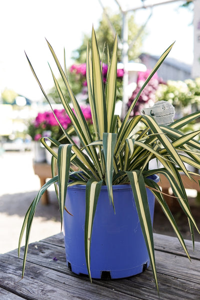 Yucca 'Color Guard'