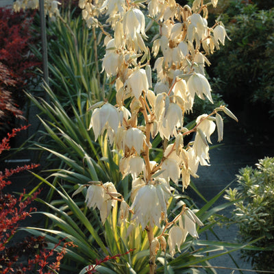 Yucca 'Color Guard'