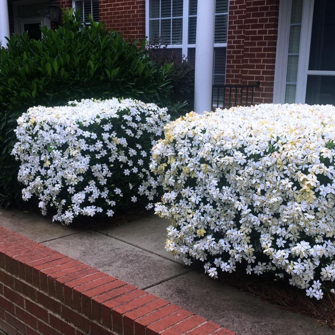 Gardenia 'Kleim's Hardy'