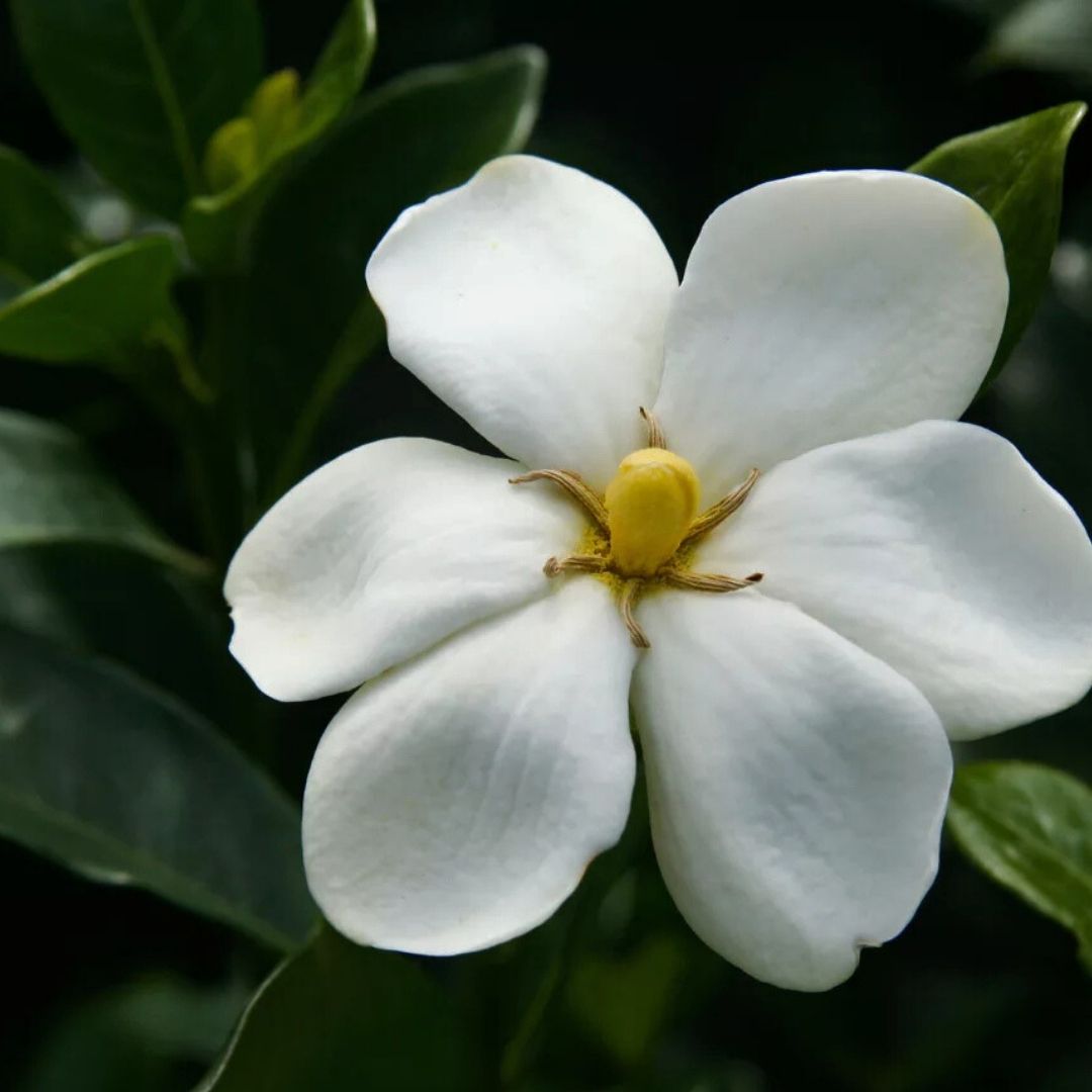 Gardenia 'Kleim's Hardy'