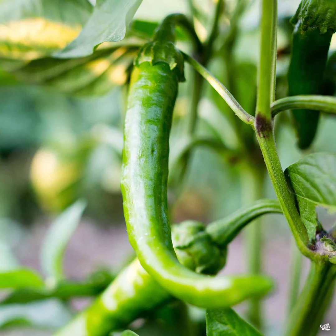 Taste of Italy™ - Pepper - Long Hots