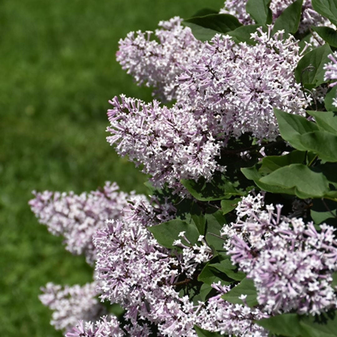 Syringa 'Miss Kim'