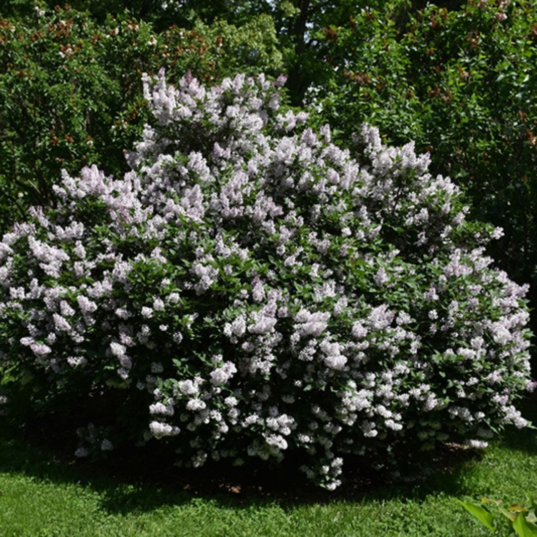 Syringa 'Miss Kim'