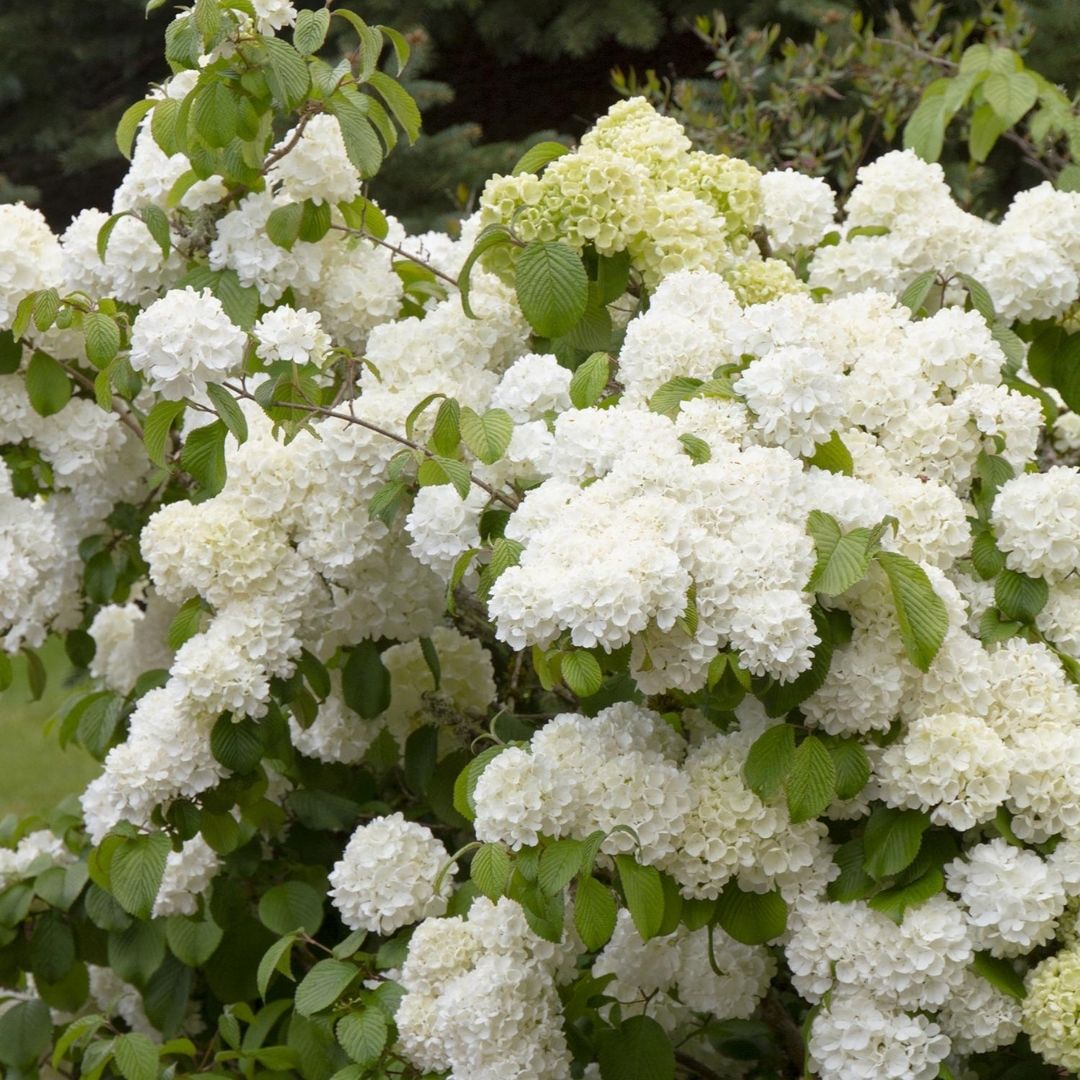 Viburnum 'Popcorn'