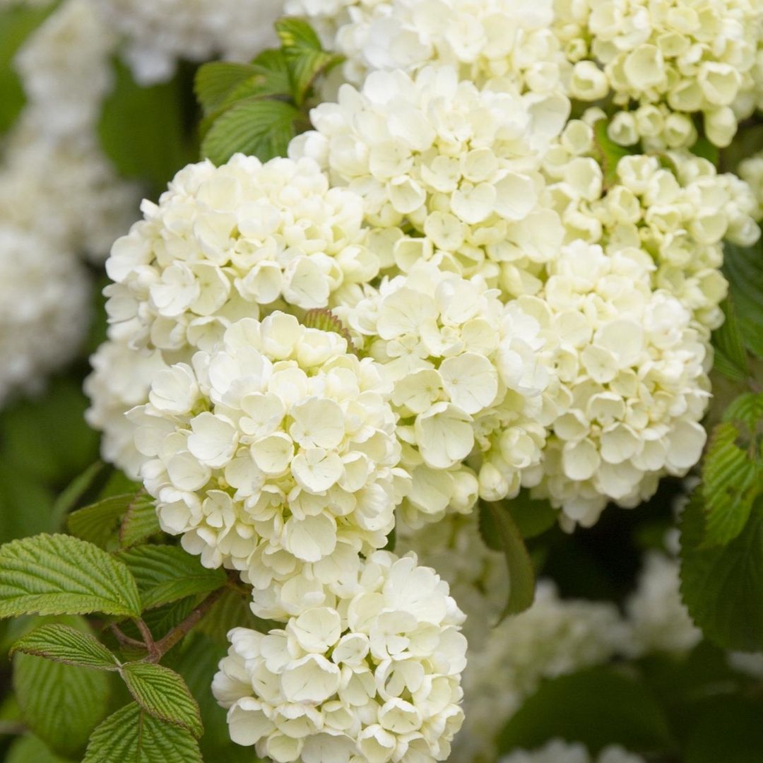 Viburnum 'Popcorn'