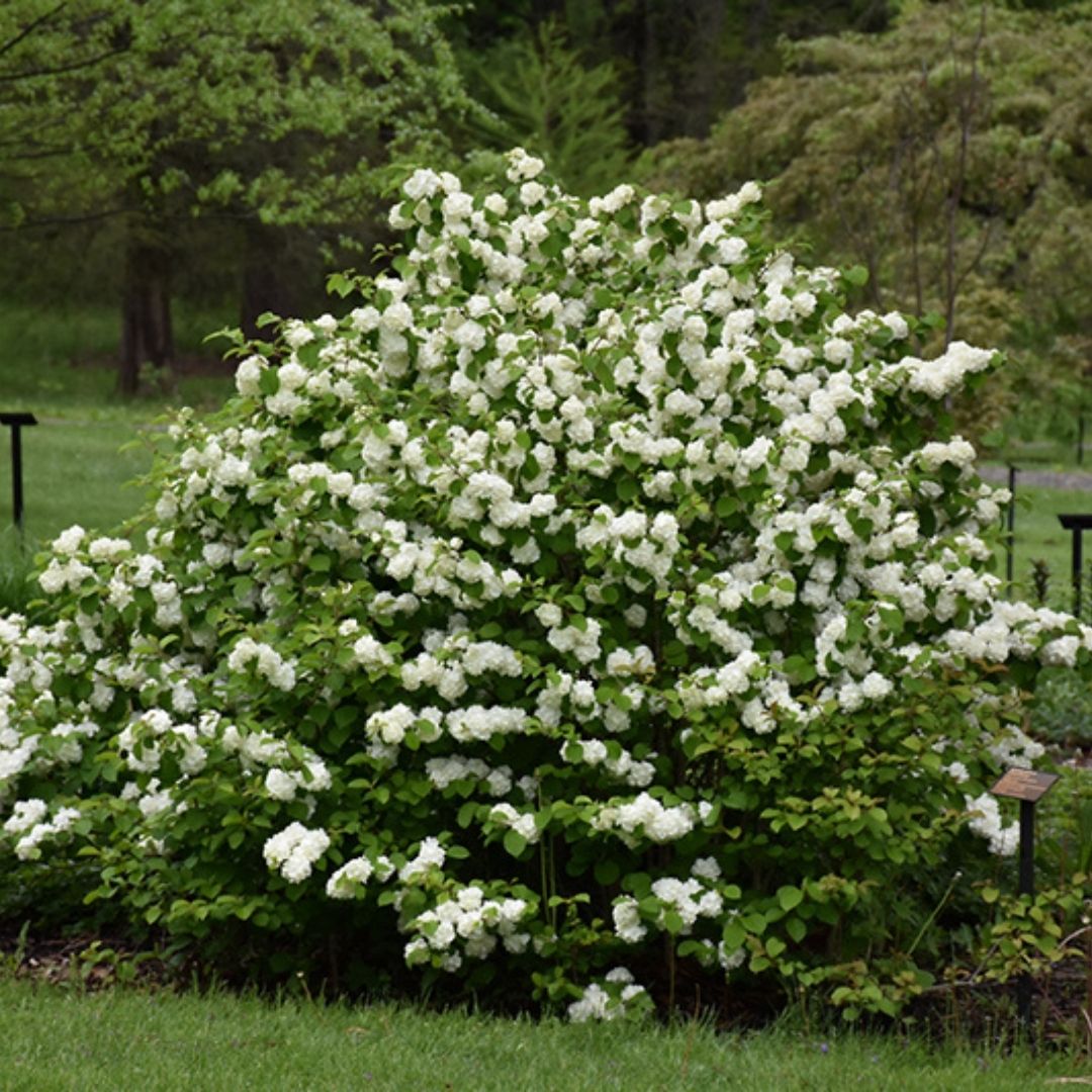 Viburnum 'Popcorn'