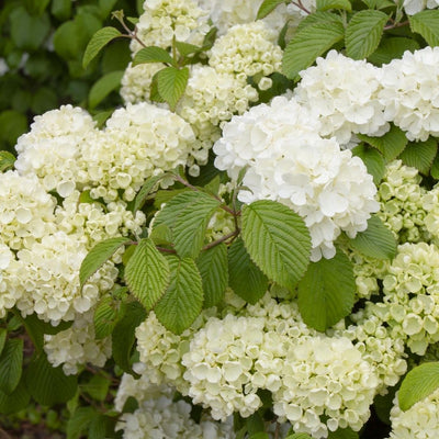 Viburnum 'Popcorn'