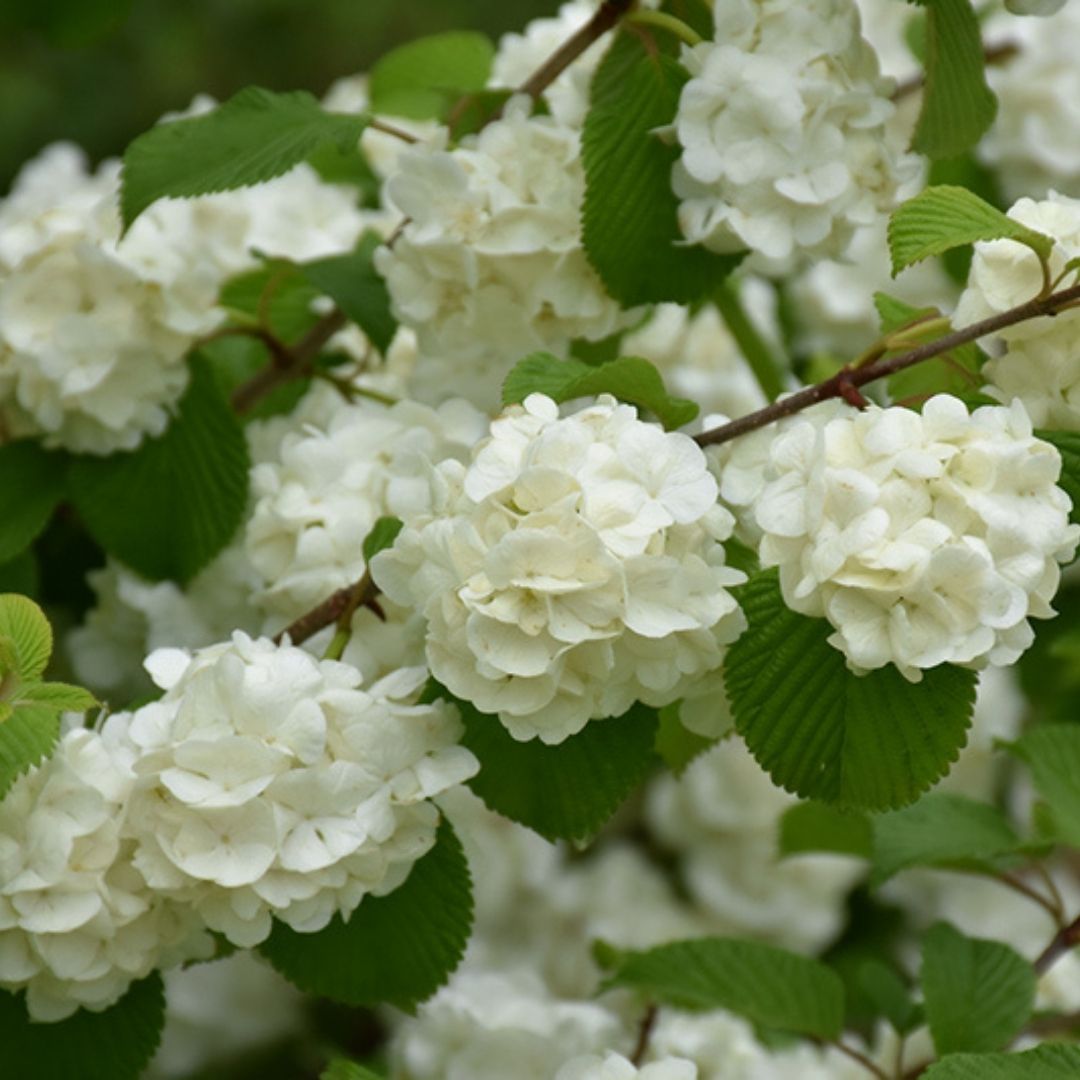 Viburnum 'Popcorn'