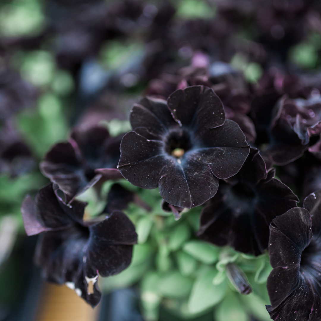 Petunia 'Black Ray' 4.5