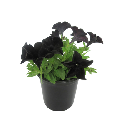 Petunia 'Black Ray' 4.5