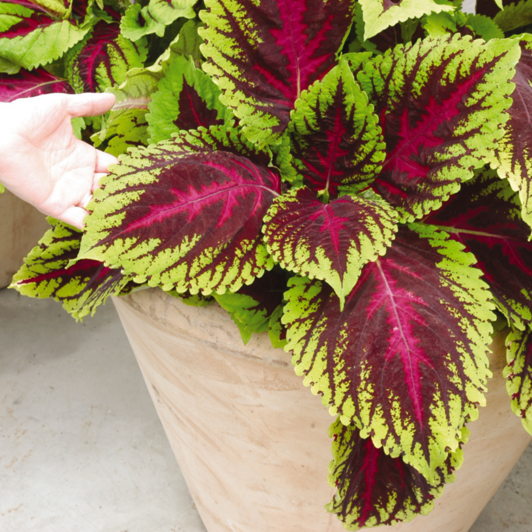 Kong Rose Coleus 4.5