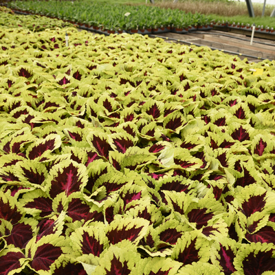 Kong Rose Coleus 4.5