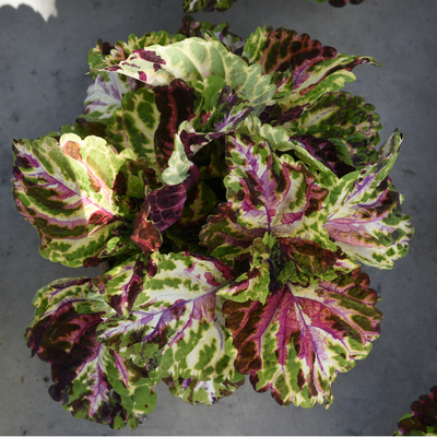 Kong Mosaic Coleus 4.5