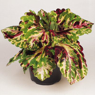 Kong Mosaic Coleus 4.5