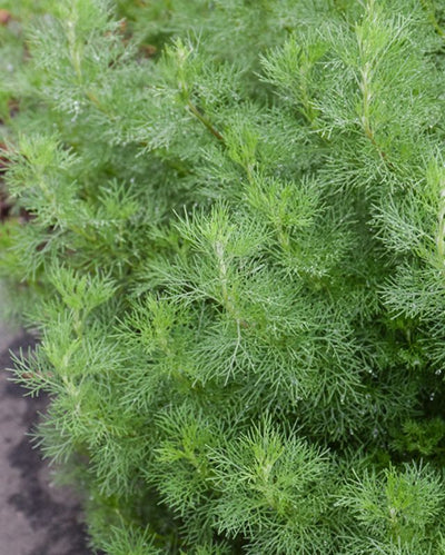 HERB - Artemisia - Cola Plant