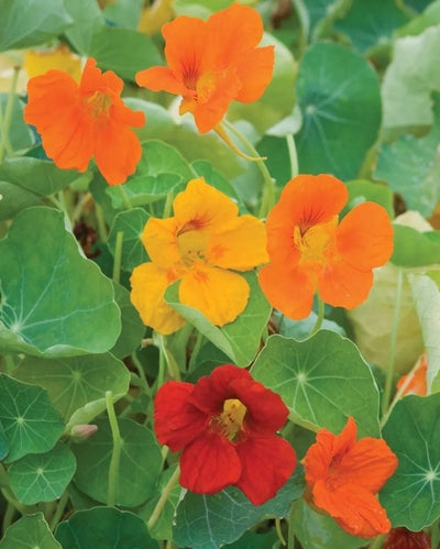 HERB - Nasturtium